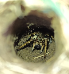 Lycosa tarantula