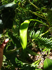 Anthurium concinnatum
