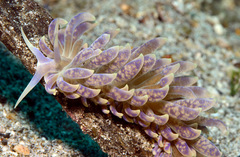 Phyllodesmium magnum