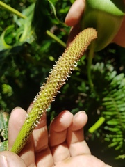 Anthurium concinnatum