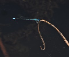 Pseudagrion malabaricum