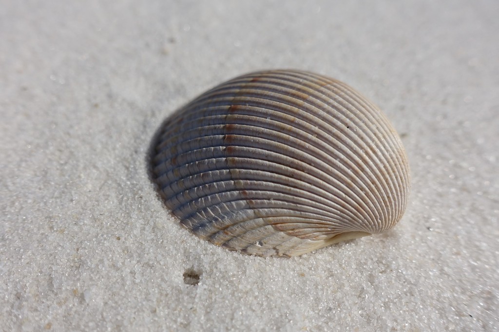 Atlantic giant cockle