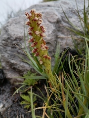 Disa obtusa