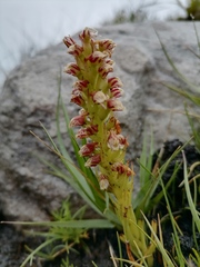 Disa obtusa