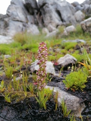 Disa obtusa