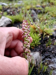 Disa obtusa