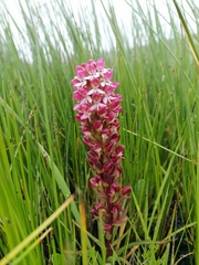 Disa albomagentea