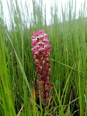 Disa albomagentea