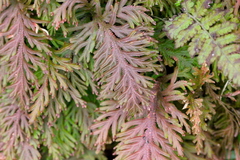 Selaginella moellendorffii