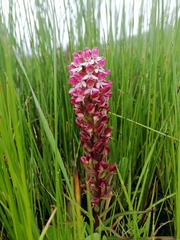 Disa albomagentea
