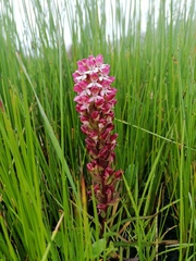 Disa albomagentea