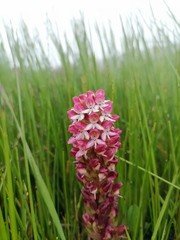 Disa albomagentea