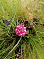 Disa albomagentea