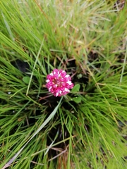 Disa albomagentea
