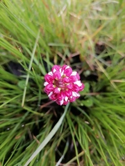 Disa albomagentea