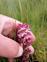 Disa albomagentea