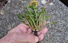 Taraxacum hamatulum