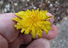 Taraxacum hamatulum