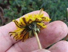 Taraxacum hamatulum