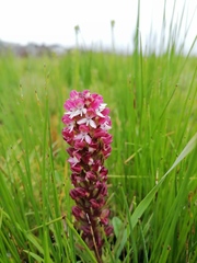 Disa albomagentea