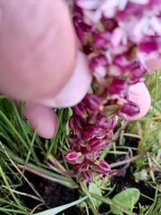Disa albomagentea