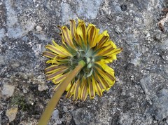 Taraxacum hamatulum