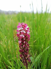 Disa albomagentea