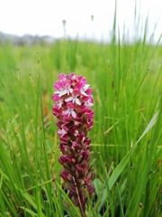 Disa albomagentea