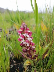 Disa albomagentea