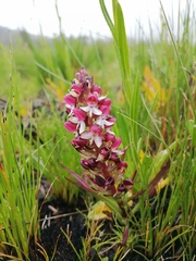 Disa albomagentea