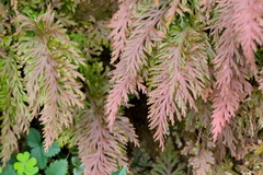 Selaginella moellendorffii