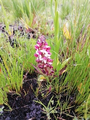 Disa albomagentea