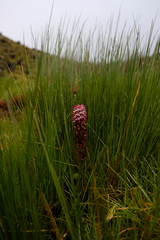 Disa albomagentea