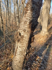 Neonectria ditissima