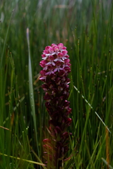 Disa albomagentea