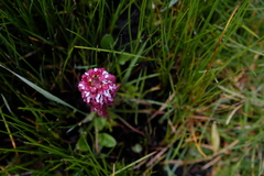 Disa albomagentea