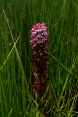 Disa albomagentea