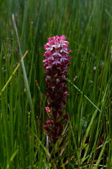 Disa albomagentea