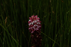 Disa albomagentea