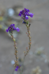 Linaria bipartita