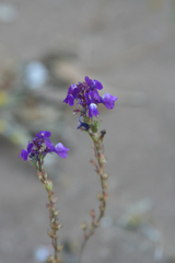 Linaria bipartita