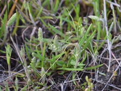 Plantago erecta