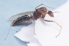 Camponotus