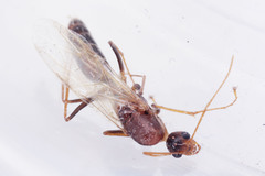 Camponotus