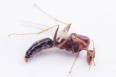 Camponotus