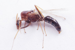 Camponotus