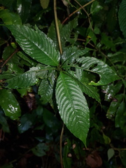 Palicourea cyanococca