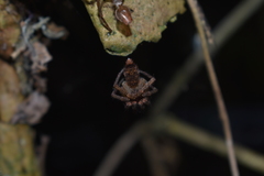 Tomopisthes horrendus