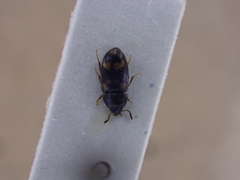 Litargus connexus