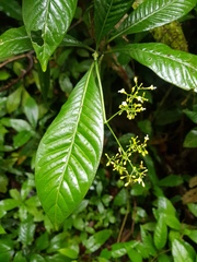 Psychotria marginata